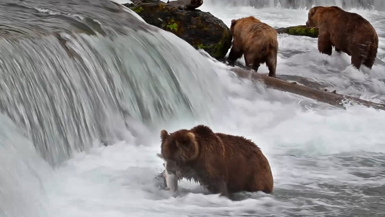 Why do salmon swim upstream? DMJ Studios